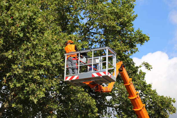 Cando, ND Tree Removal and Landscaping Services Company